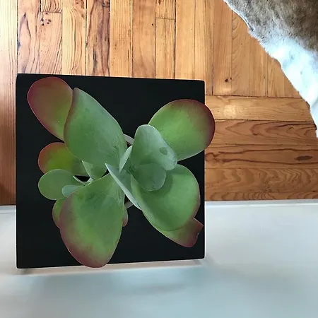 La Casa Cosy, Aparthotel 4*