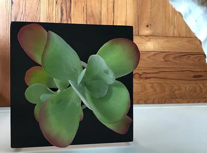 La Casa Cosy, Hotel apartamentowy 4*